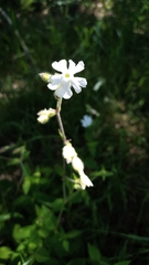 Silene latifolia