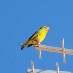 Chloris chloris