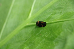 Okiscarta uchidae