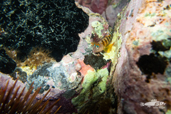 Notoclinops segmentatus