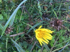 Berkheya decurrens