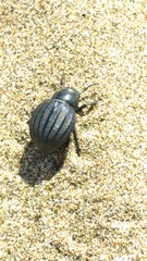 Pimelia bipunctata