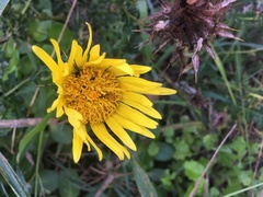 Berkheya decurrens