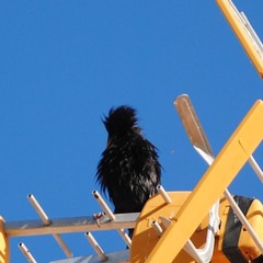 Sturnus unicolor