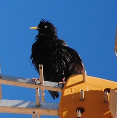Sturnus unicolor