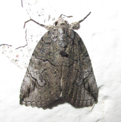 Prionofrontia strigata