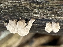 Trichoderma lixii