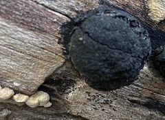 Trichoderma lixii