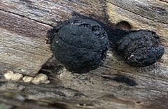 Trichoderma lixii