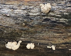 Trichoderma lixii