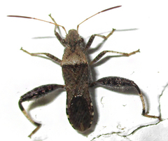 Heegeria tangirica