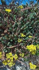 Petrosedum rupestre