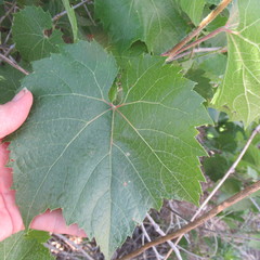 Vitis acerifolia