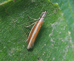 Pleurota aristella