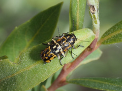 Pachybrachis sinuatus