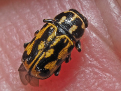 Pachybrachis sinuatus