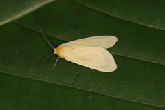 Pareuchaetes insulata