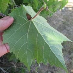 Vitis acerifolia