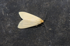 Pareuchaetes insulata