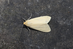 Pareuchaetes insulata