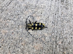 Anoplophora horsfieldii