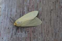 Pareuchaetes insulata