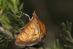 Ecpyrrhorrhoe rubiginalis