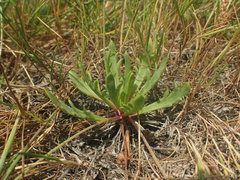 Plantago coronopus coronopus