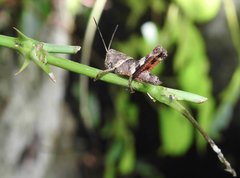 Apalacris varicornis