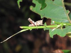 Apalacris varicornis