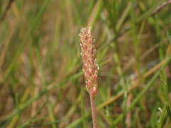 Plantago coronopus coronopus