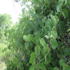 Vitis acerifolia