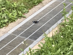 Kaniska canace nojaponicum