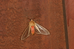 Pseudohemihyalea asignata