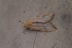 Pseudohemihyalea daraba