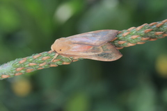 Pseudohemihyalea daraba