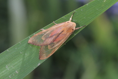 Pseudohemihyalea daraba