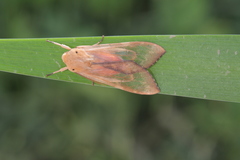 Pseudohemihyalea daraba