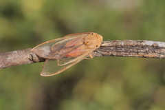 Pseudohemihyalea daraba