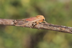 Pseudohemihyalea daraba