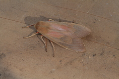 Pseudohemihyalea daraba