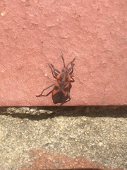 Spilostethus pacificus