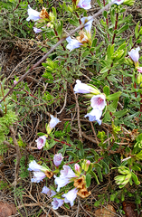 Lobostemon strigosus