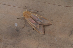 Pseudohemihyalea daraba