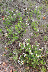 Lobostemon strigosus