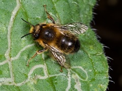 Anthophora furcata