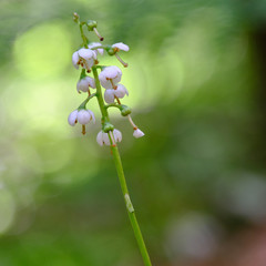 Pyrola media