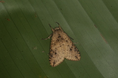 Purius superpulverea