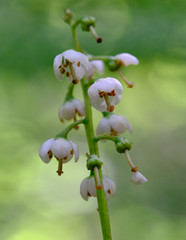 Pyrola media