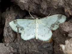 Idaea trigeminata